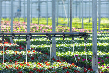the irrigation system in flower green house