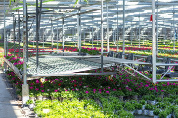 the dispenser deck in green house,  in Netherlands, flower industry