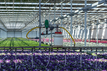 the irrigation system watering  flowers in green house, in Netherlands, flower industry