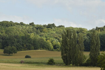 Tas de bois le long d'un chemin en pleine forêt près du bourg de Champagne au Périgord Vert  © Photocolorsteph