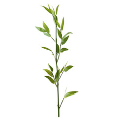 Fototapeta premium Bamboo stalk with fresh green leaves
