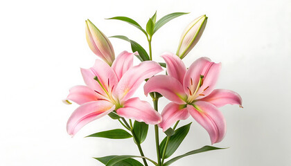 Fototapeta premium Elegant Pink Lilies Stunning Blooms with Bright Petals and Lush Green Leaves