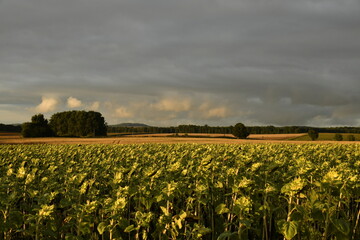 Obraz premium Plantation de tournesols sous un ciel d'orage au bourg de Champagne au Périgord Vert 