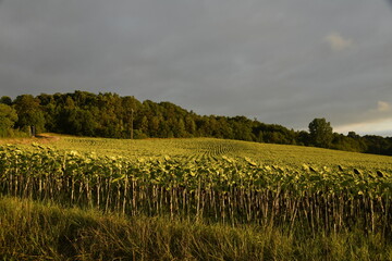 Plantation de tournesols sous un ciel d'orage au bourg de Champagne au Périgord Vert  © Photocolorsteph