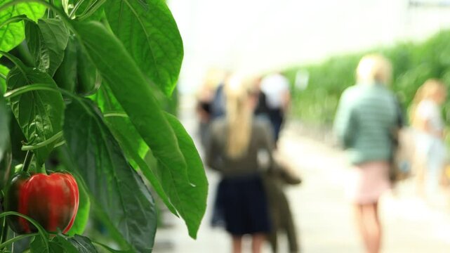 blurry shot of family visiting green house during kom in de kas, Netherlands