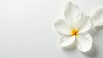 Close-up shot of pristine white petals on a pure white background, minimalist, petals