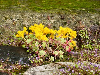 Yellow flowers of Sedum palmeri on the river rocky wall. A species of stonecrop from Mexico. Central Alps, Varallo, Italy