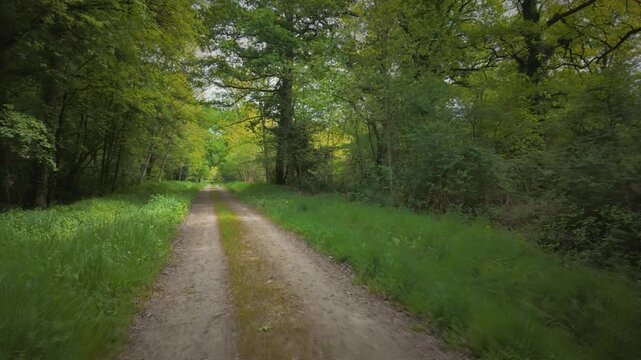 Smooth tracking shot along a path surrounded by lush green vegetation and trees. Filmed with a gimbal and tilt-shift effect, creating a miniature-like blur. Natural, serene, and immersive atmosphere.