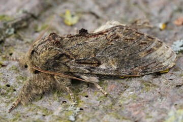 Closeup on the European Great Prominent owlet moth, Peridea anceps
