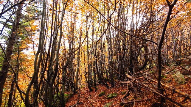 il bosco di faggi in autunno nell'appennino parmense