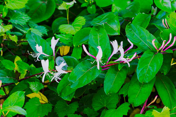 Lonicera japonica, known as Japanese honeysuckle and golden-and-silver honeysuckle, is a species of honeysuckle native to East Asia, including many parts of China.