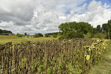 Tournesols déchessés près du bourg de Vendoire au Périgord Vert 