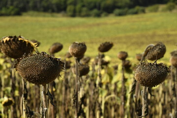 Tournesols déchessés près du bourg de Vendoire au Périgord Vert  © Photocolorsteph