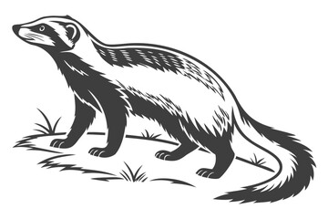 Honey badger vector illustration drawing of a mammal animal with black and white fur design image art isolated on transparent background
