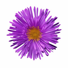 Obraz premium Vibrant Purple Aster Flower on Pink Background