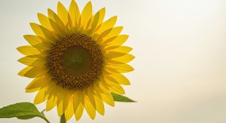 Obraz premium Close-up of a Sunny Delight Sunflower
