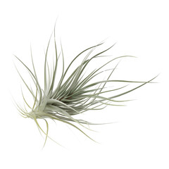 Obraz premium Air Plant Tillandsia Usneoides, Isolated on White