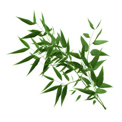 Fototapeta premium Lush Green Bamboo Branch Isolated on Green Screen