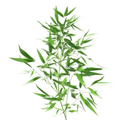Lush Green Bamboo Sprig - Vibrant Tropical Plant