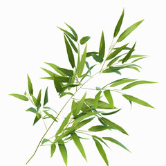 Fototapeta premium Lush Green Bamboo Branch Isolated on Gray