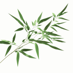 Fototapeta premium Detailed Bamboo Branch with Green Leaves on Olive