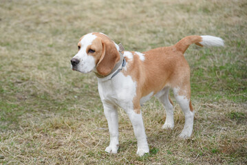 cute red and white beagle dog walking in green nature outdoors in summer, scent hound, foxhound,...