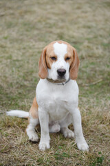 cute red and white beagle dog sitting in green nature outdoors in summer, scent hound, foxhound,...