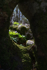 View through a tunnel in the forest, background in blur.