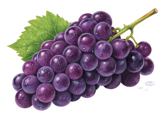 Fototapeta premium grape on a isolated transparent background