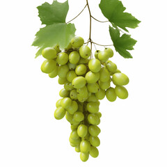 Obraz premium Lush Green Grapes Hanging on the Vine with Leaves