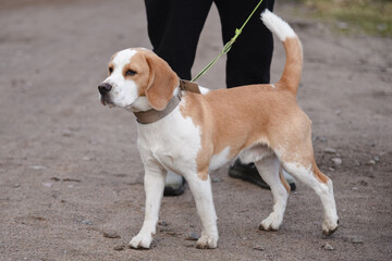 cute red and white beagle dog walking on leash with owner in nature outdoors in summer, scent...
