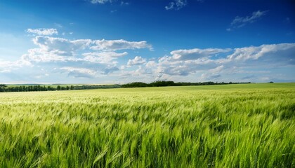 Obraz premium green wheat field under a blue sky rural landscape
