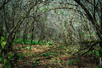 Undergrowth in a light forest in spring.