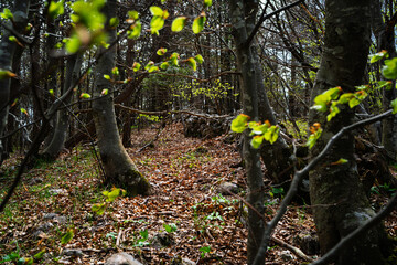 Wall in a light forest in spring.