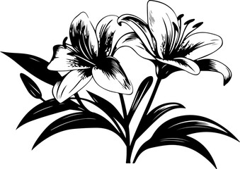 Black and White Illustration of Two Blooming Lilies with Detailed Petals and Leaves

