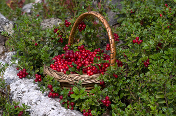 Wicker basket with cranberries in the woods. Close-up