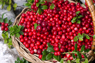 Wicker basket with cranberries in the woods. Close-up