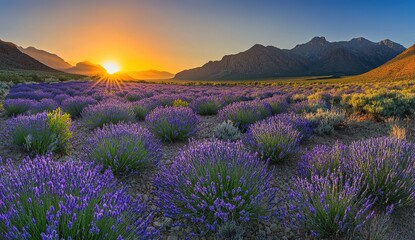 Fototapeta premium Purple Wildflower Meadow Sunrise Over Mountains