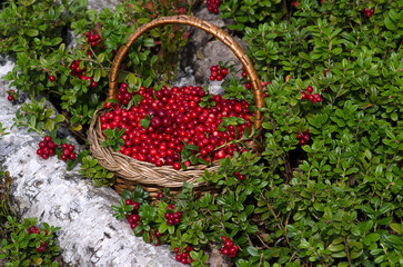 Wicker basket with cranberries in the woods. Close-up