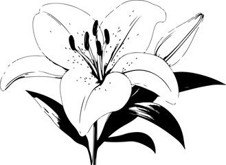 Black and White Illustration of a Lily Flower with Detailed Petals and Leaves
