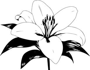 Black and White Illustration of a Lily Flower with Detailed Petals and Leaves
