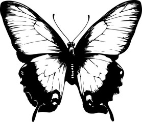 Black and White Illustration of a Butterfly with Detailed and Symmetrical Wing Patterns
