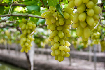 bunch of white grapes in the vineyard