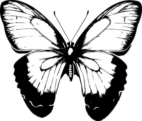 Black and White Illustration of a Butterfly with Detailed and Symmetrical Wing Patterns
