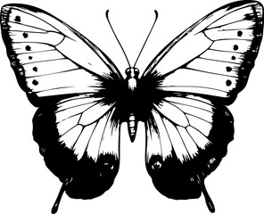 Black and White Illustration of a Butterfly with Detailed and Symmetrical Wing Patterns
