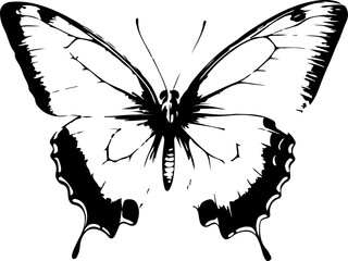 Black and White Illustration of a Butterfly with Detailed and Symmetrical Wing Patterns
