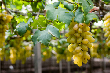 bunch of white grapes in the vineyard