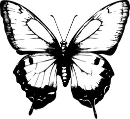 Black and White Illustration of a Butterfly with Detailed and Symmetrical Wing Patterns
