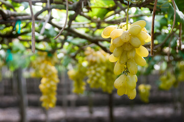 bunch of white grapes in the vineyard