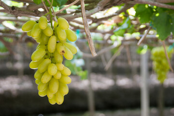 bunch of white grapes in the vineyard